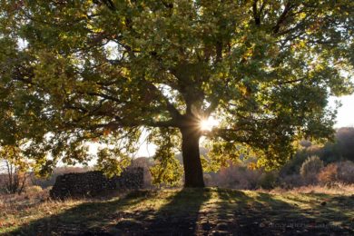 albero irradiato dal sole